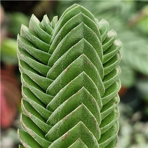 Crassula 'Buddah's Temple'